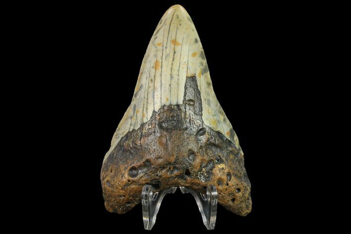 Bargain, 3.98" Fossil Megalodon Tooth - North Carolina
